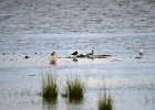 Zwarte ruiter (Spotted redshank) (Tringa erytrophus) - Ogii Nuur 14-08-2016 (1)
